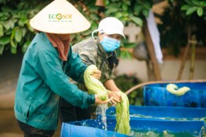 Washing pineapple fibers