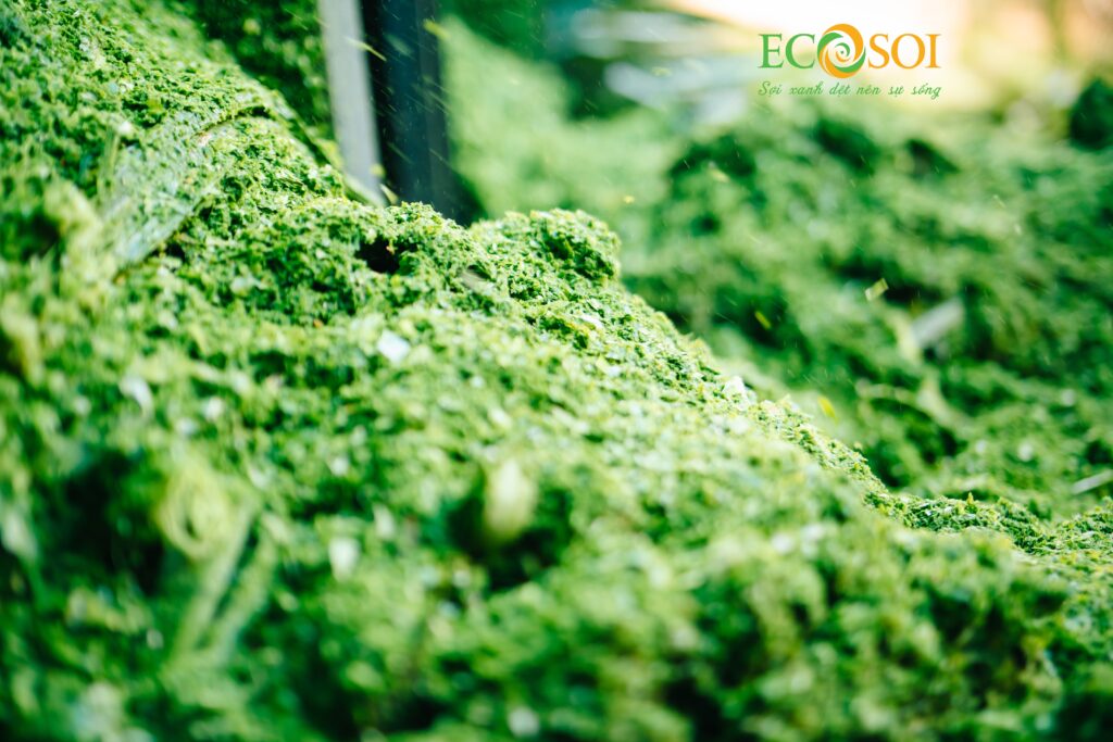 Ecosoi partners with Faslink to develop PINALINA™ Pineapple leaf fiber ...